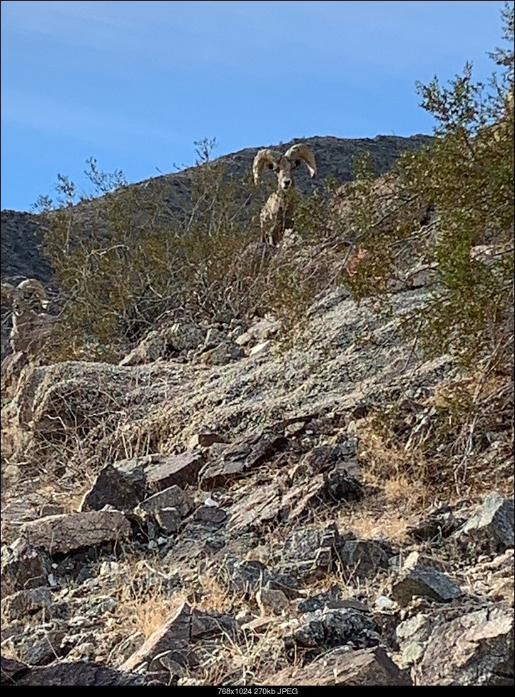 Click image for larger version. 

Name:	Desert Bighorn.jpg 
Views:	112 
Size:	269.6 KB 
ID:	393416