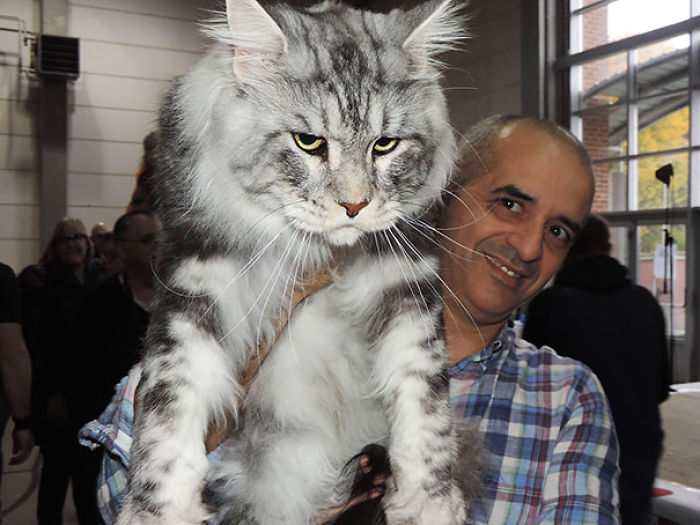 Name:  big-cats-maine-coons-53__700.jpg
Views: 248
Size:  72.0 KB