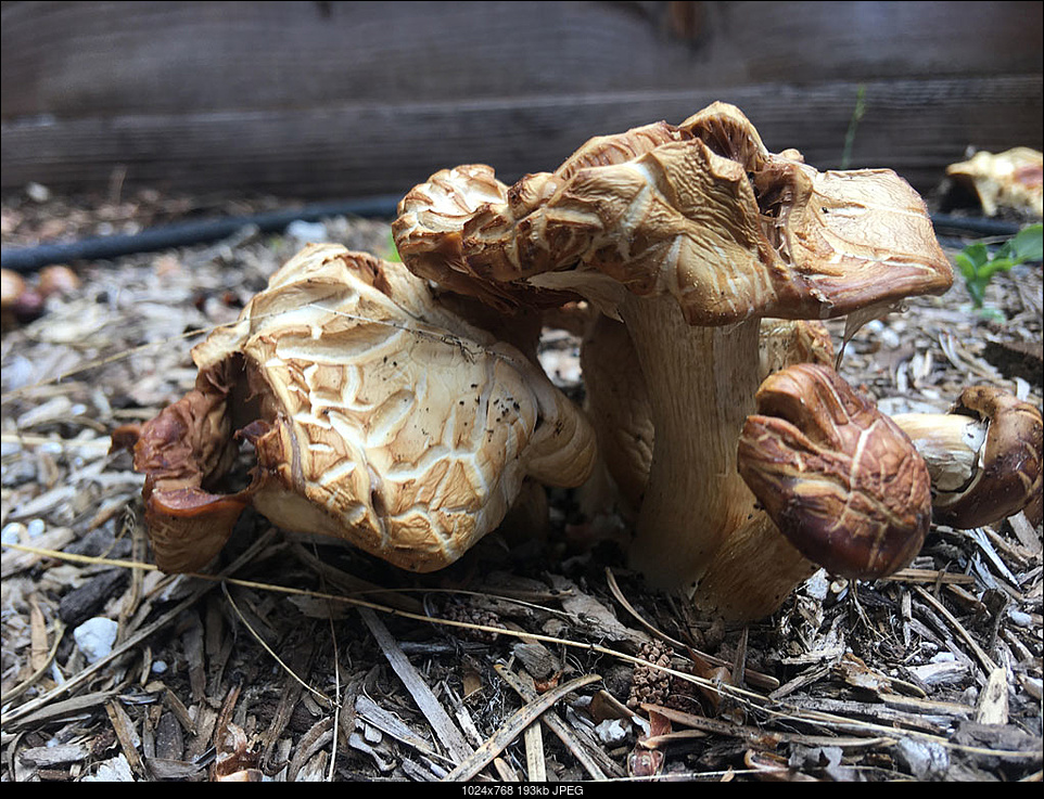 Click image for larger version. 

Name:	shroom3s.jpg 
Views:	51 
Size:	193.4 KB 
ID:	416024