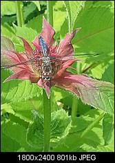 Click image for larger version. 

Name:	dragon fly visitor.jpg 
Views:	101 
Size:	801.5 KB 
ID:	139213