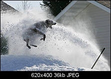 Click image for larger version. 

Name:	Snow-Dog_1365776i.jpg 
Views:	92 
Size:	35.8 KB 
ID:	150074