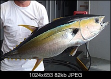 Click image for larger version. 

Name:	yellowfin.JPG 
Views:	127 
Size:	81.9 KB 
ID:	158080