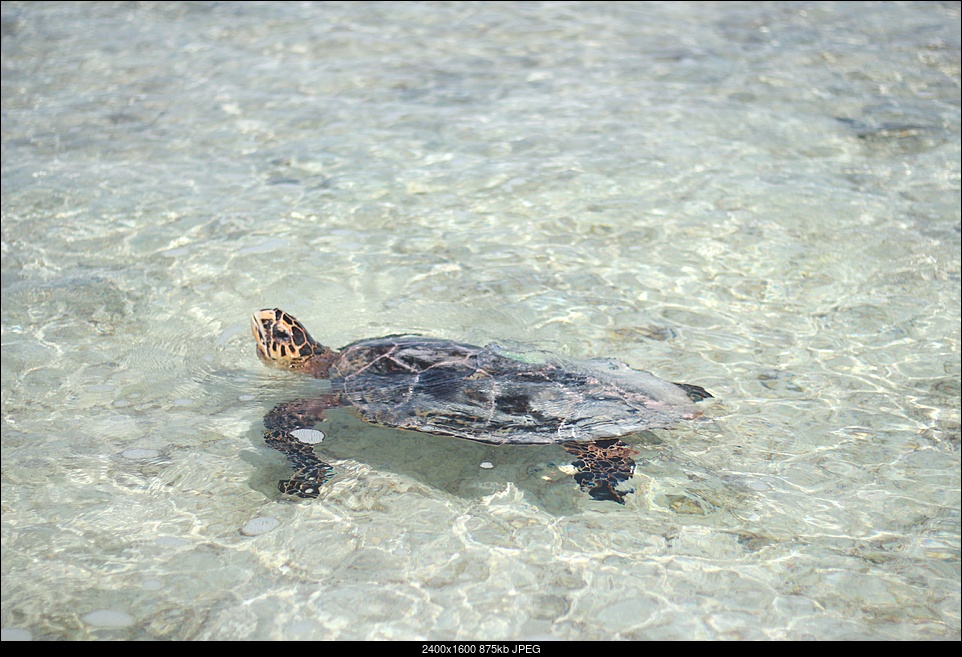 Click image for larger version. 

Name:	turtle season.jpg 
Views:	98 
Size:	875.1 KB 
ID:	232286