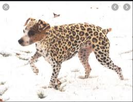 Name:  leoparddog.png
Views: 430
Size:  216.7 KB