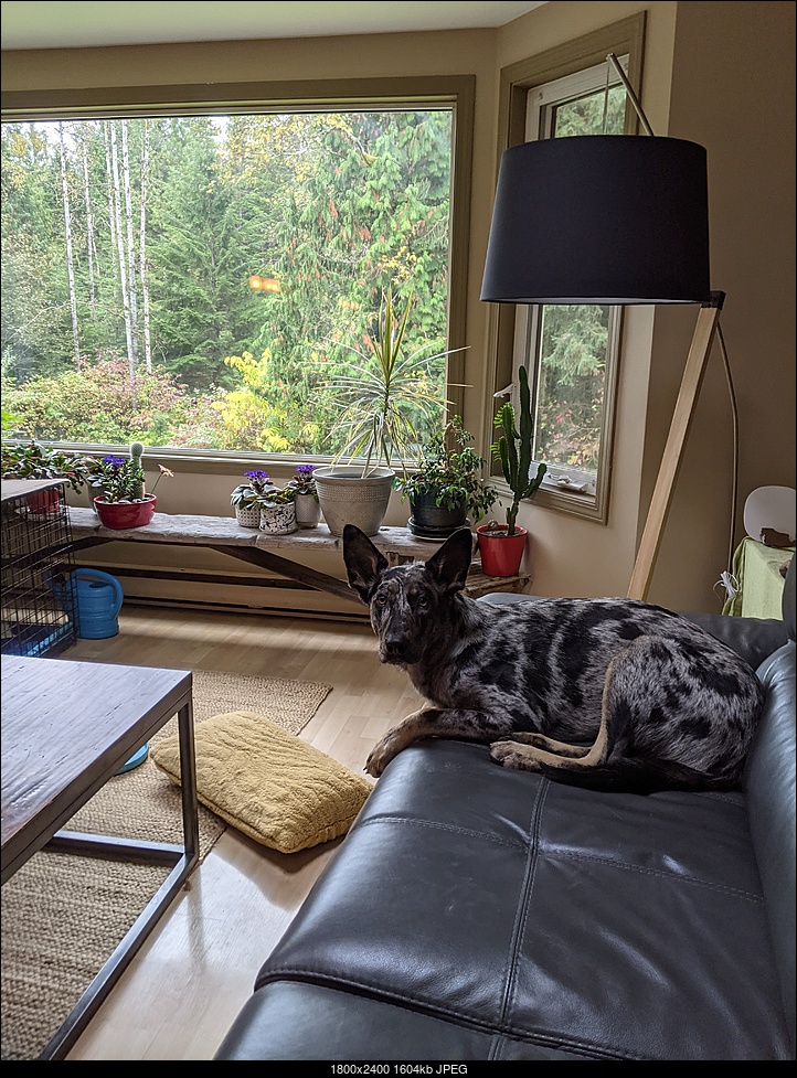 Click image for larger version. 

Name:	maisie on the couch.jpg 
Views:	67 
Size:	1.57 MB 
ID:	388857