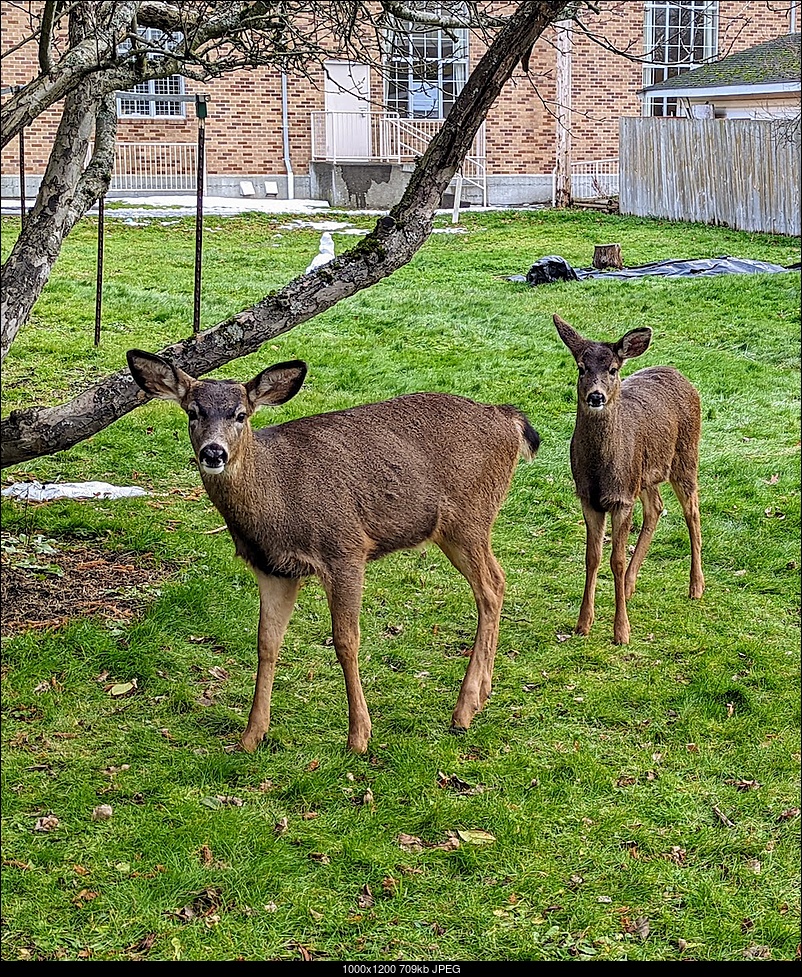 Click image for larger version. 

Name:	2deer.jpg 
Views:	73 
Size:	709.5 KB 
ID:	399625