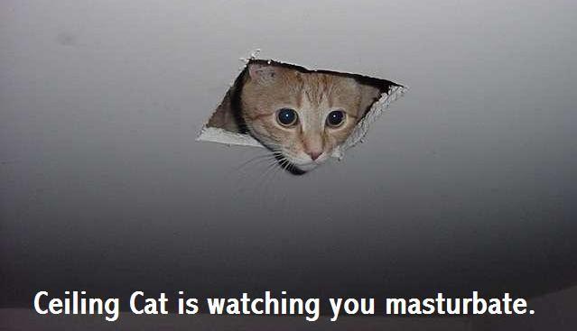 Name:  Ceiling_Cat_by_SleepySnitter.jpg
Views: 384
Size:  18.1 KB