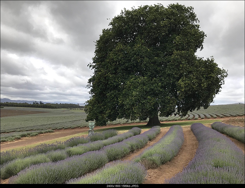 Click image for larger version. 

Name:	tree .jpg 
Views:	30 
Size:	1.55 MB 
ID:	460550