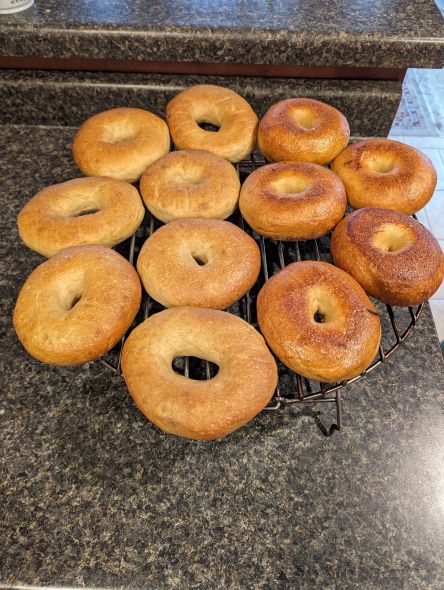 Name:  12-31-23, Sourdough Bagels 1.jpg
Views: 301
Size:  78.2 KB