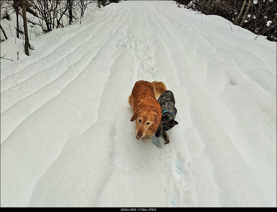 Click image for larger version. 

Name:	6 maisie helping sitka.jpg 
Views:	183 
Size:	1.15 MB 
ID:	357278