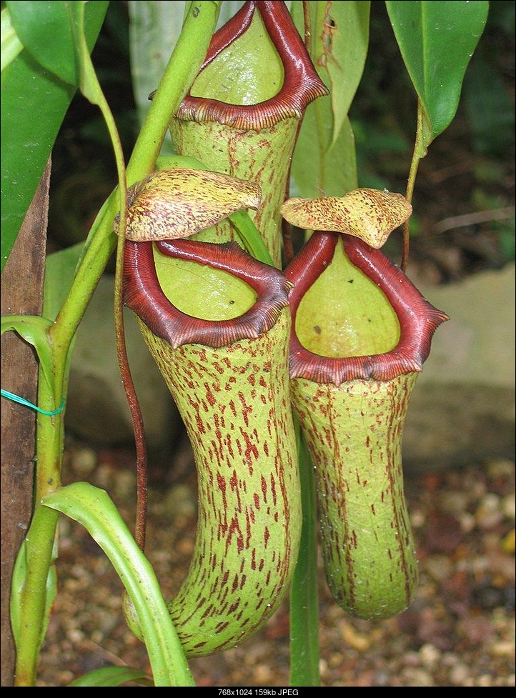 Click image for larger version. 

Name:	pitcher-plants.jpg 
Views:	40 
Size:	158.5 KB 
ID:	334684