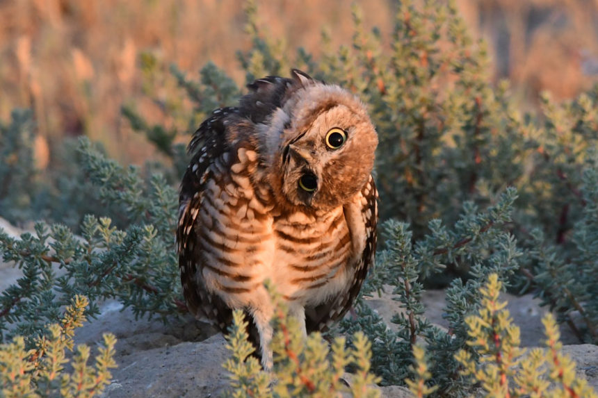 Name:  Burrowingowl32-20-860x573.jpg
Views: 255
Size:  115.6 KB