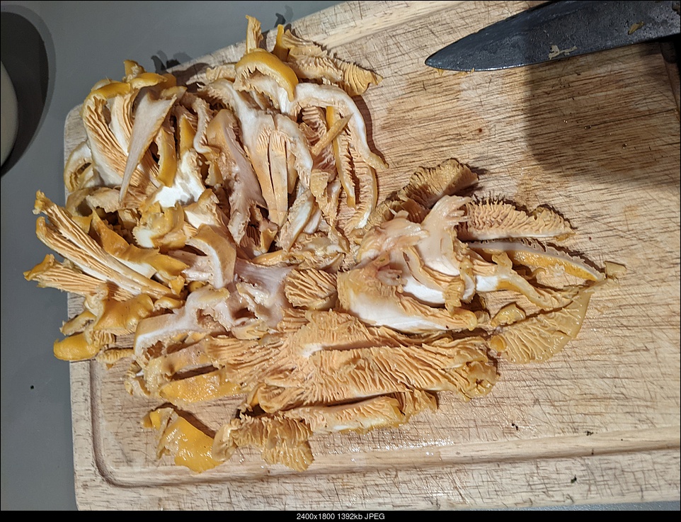 Click image for larger version. 

Name:	chantrelles yesterday.jpg 
Views:	59 
Size:	1.36 MB 
ID:	388826