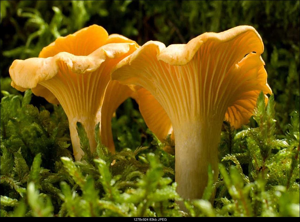 Click image for larger version. 

Name:	chantarelle.jpg 
Views:	178 
Size:	83.3 KB 
ID:	348355