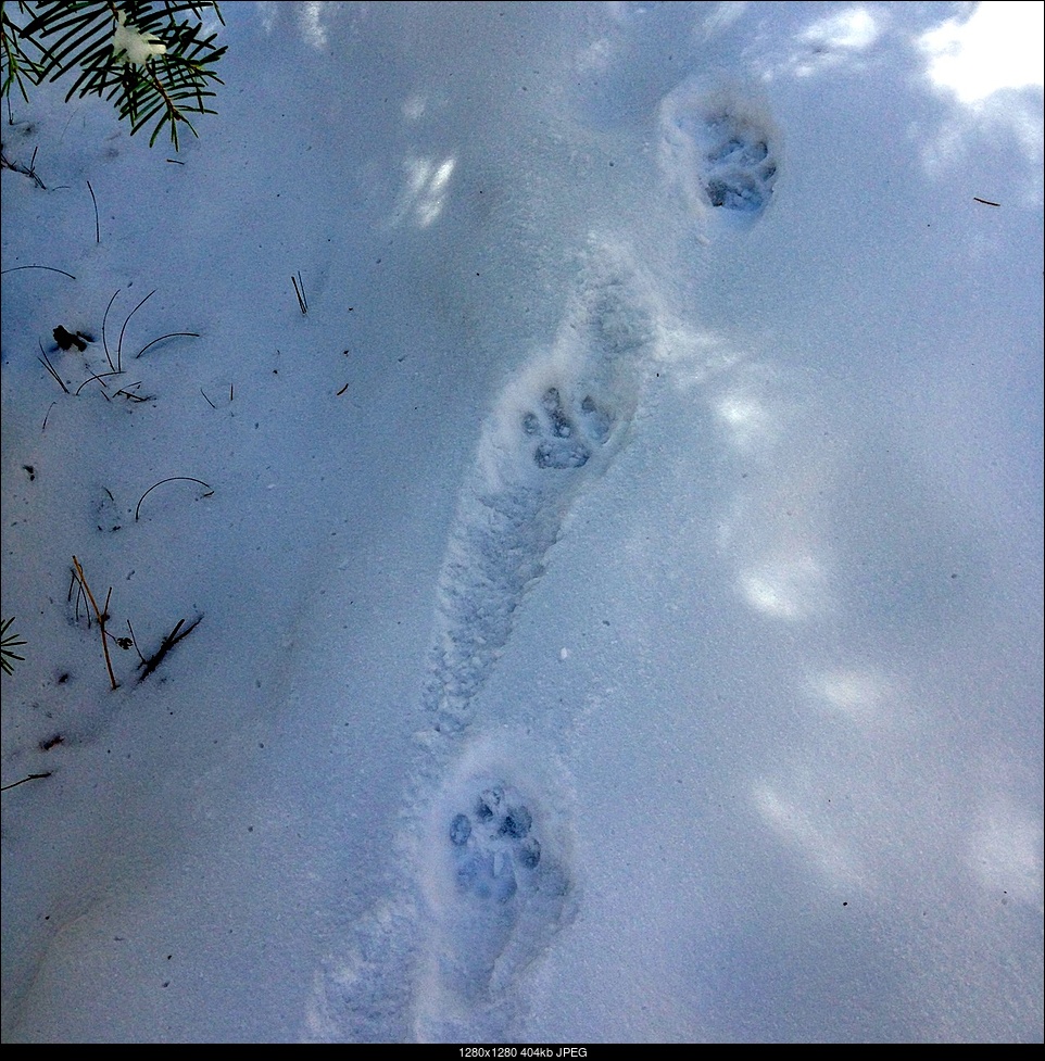 Click image for larger version. 

Name:	Bobcat, Lynx or Mountain Lion? They're the size of a powder ski pole basket (3 to 3 1-2")..jpg 
Views:	78 
Size:	404.2 KB 
ID:	236758