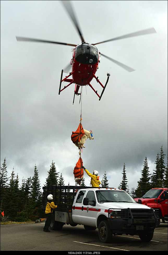 Click image for larger version. 

Name:	Setting-goats-in-truck-9-13-18-NPS-photo-JB.jpg 
Views:	77 
Size:	1.10 MB 
ID:	340167