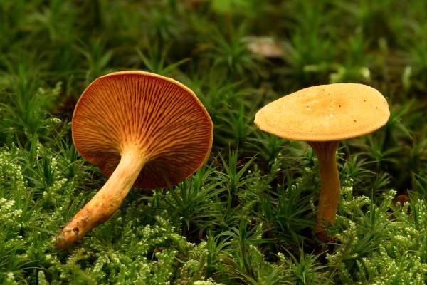 Name:  hygrophoropsis-aurantiaca5.jpg
Views: 1564
Size:  53.7 KB