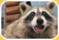 RaccoonFace's Avatar