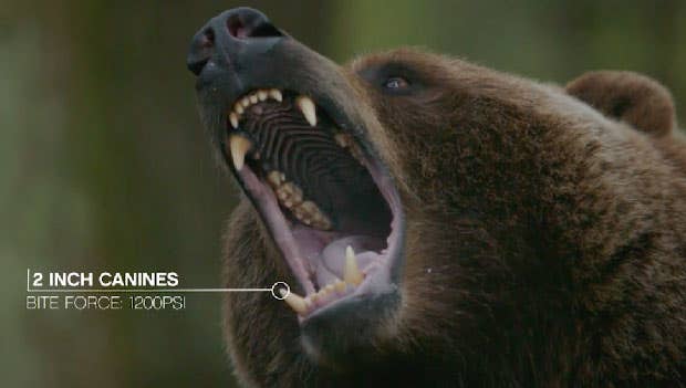 This Friday: The Story Behind the unReal Grizzly Chase thumbnail